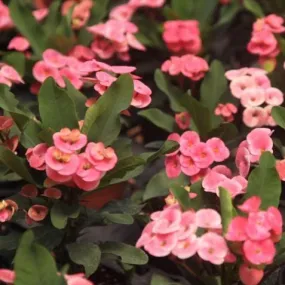 Shop the Best Euphorbia Milli Thai Hybrid Mong Rasai Plant Online Today!